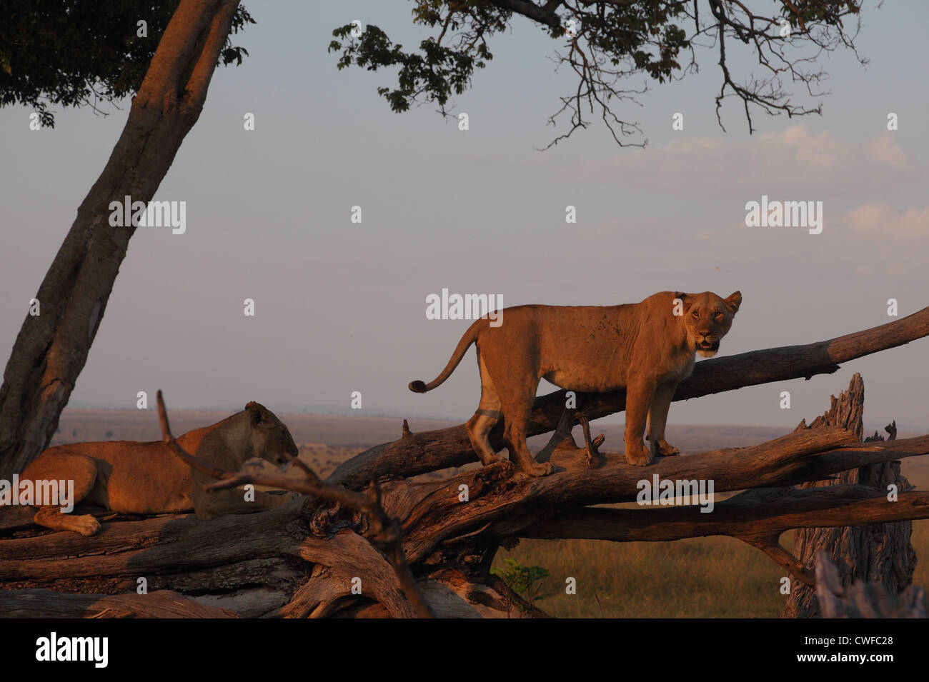 Masai mara lion pride hi-res stock photography and images - Alamy