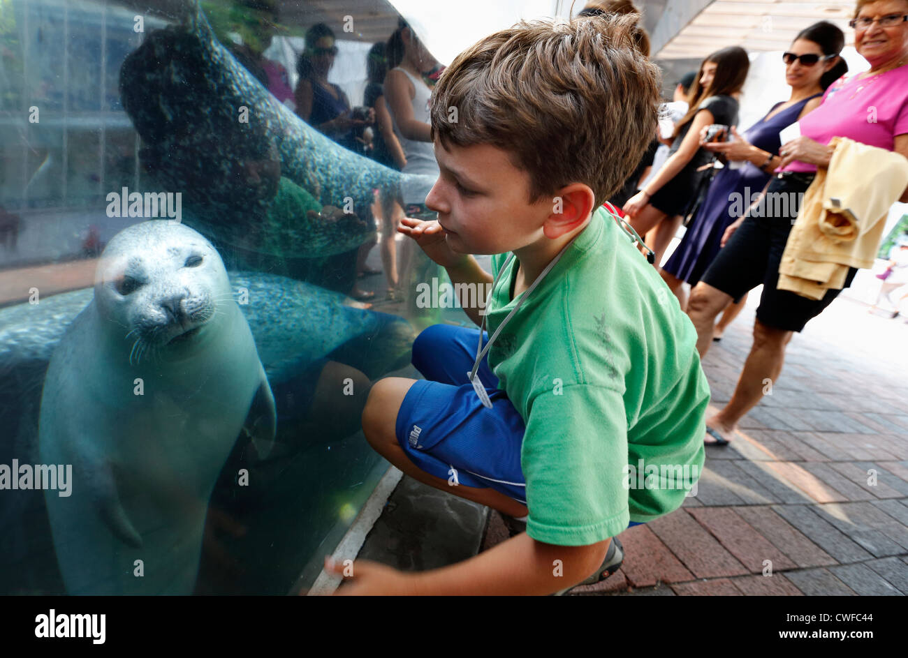 Boy and harbor seal, New England Aquarium, Boston, Massachusetts Stock