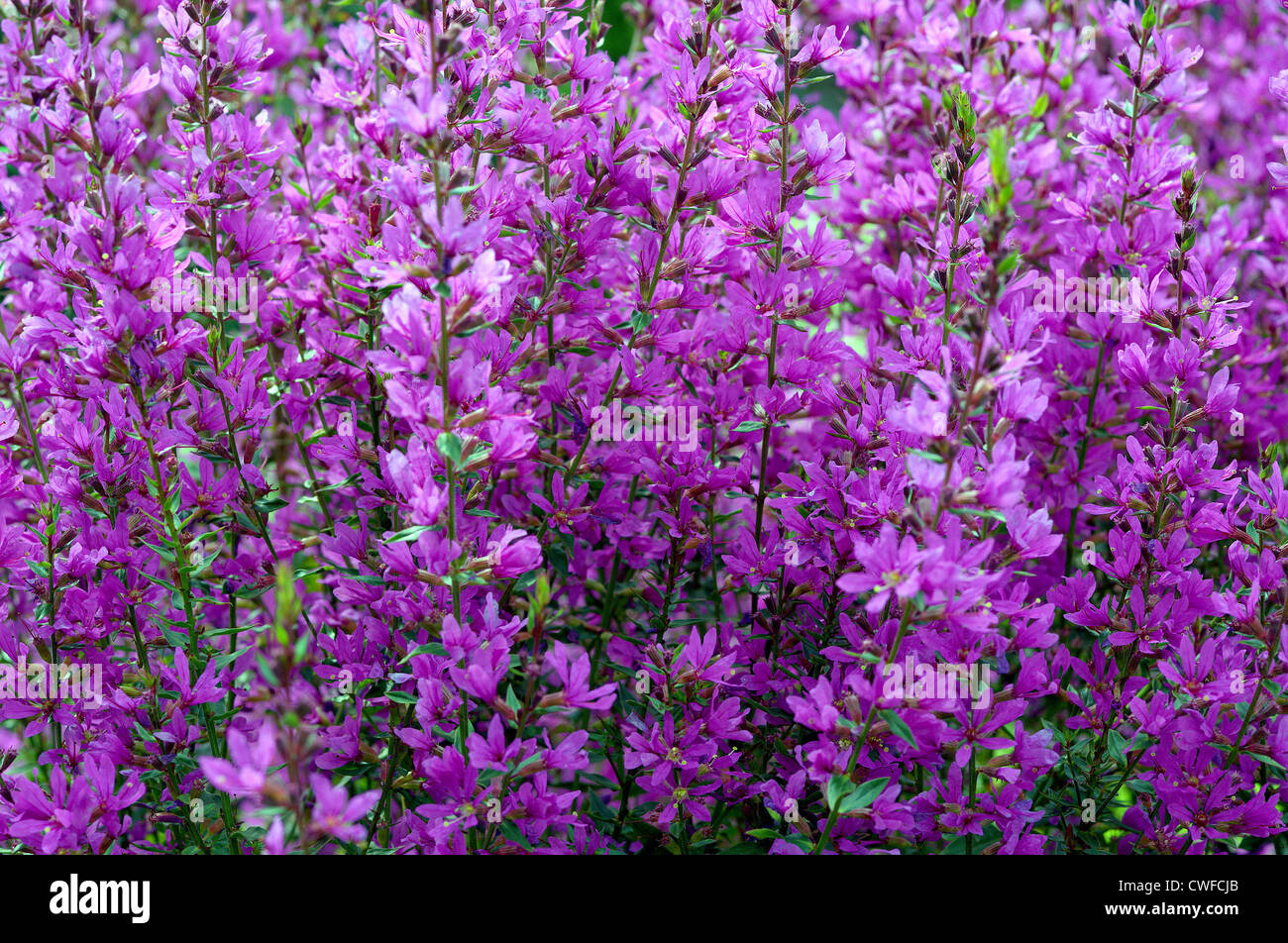 Lythrum virgatum  Dropmore Purple blossom Stock Photo