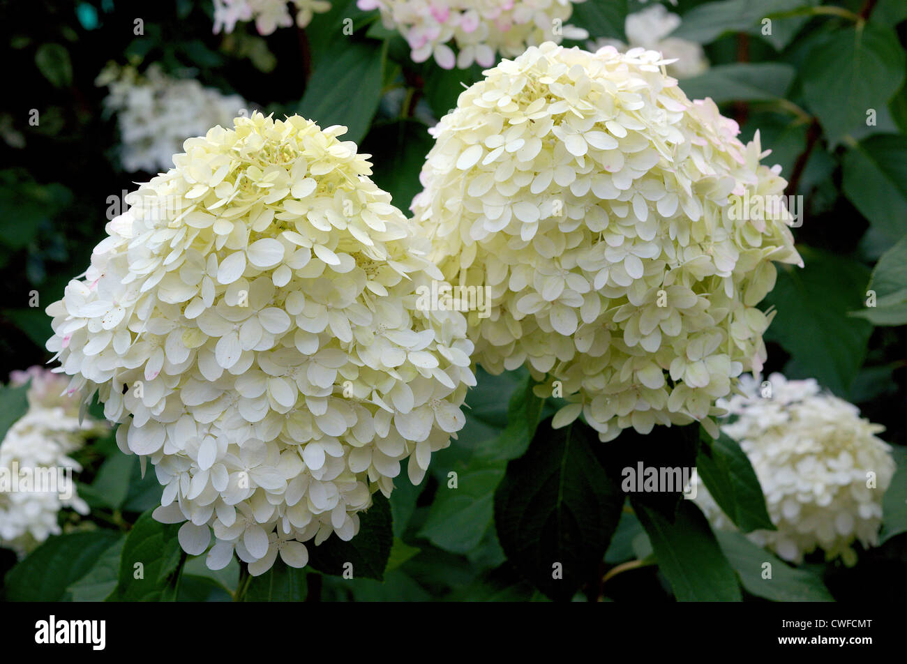 White hydrangea flowers blossom close up Stock Photo - Alamy