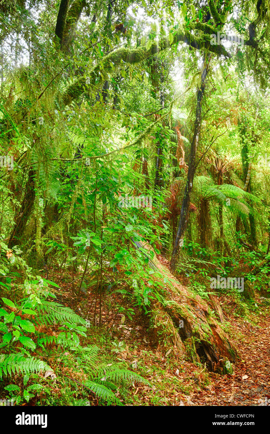 The New Zealand native bush Stock Photo