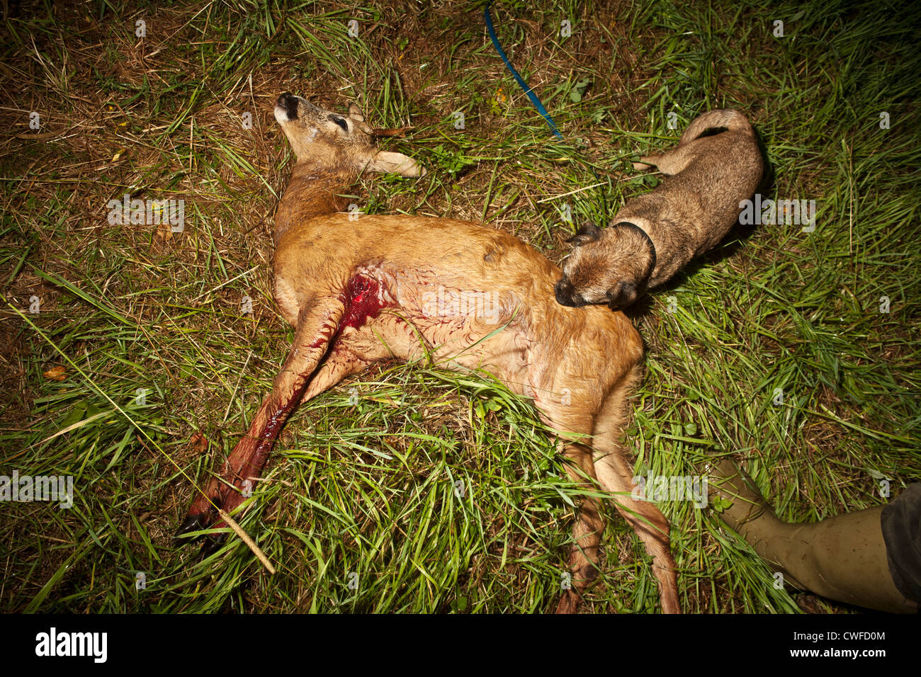 Buck roe deer (Capreolus capreolus) lying dead in grass with bullet exit hole and tracking dog-a border terrier. Stock Photo
