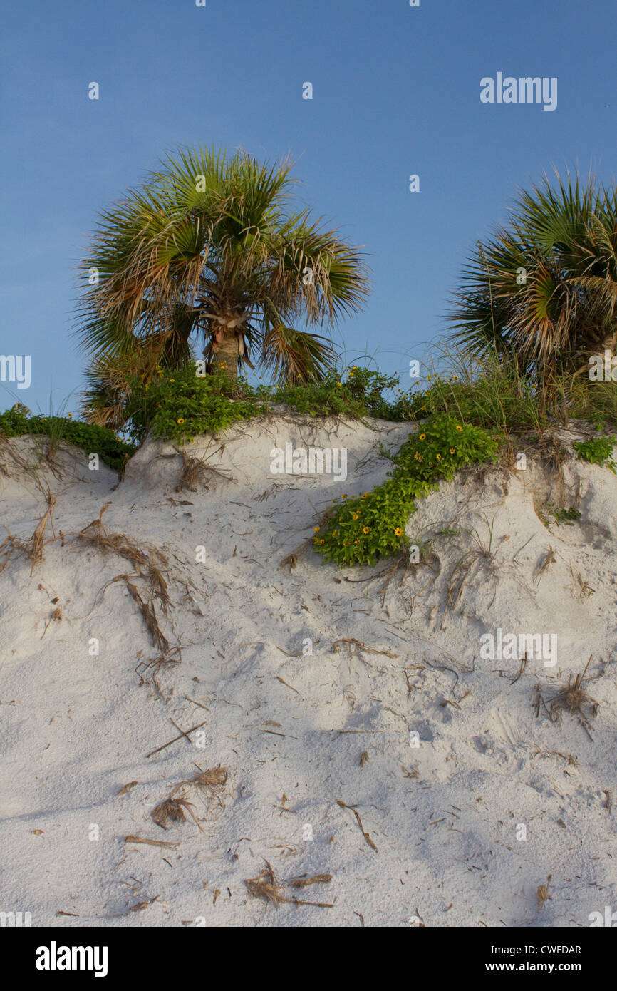Florida beach sand dunes grass hires stock photography and images Alamy