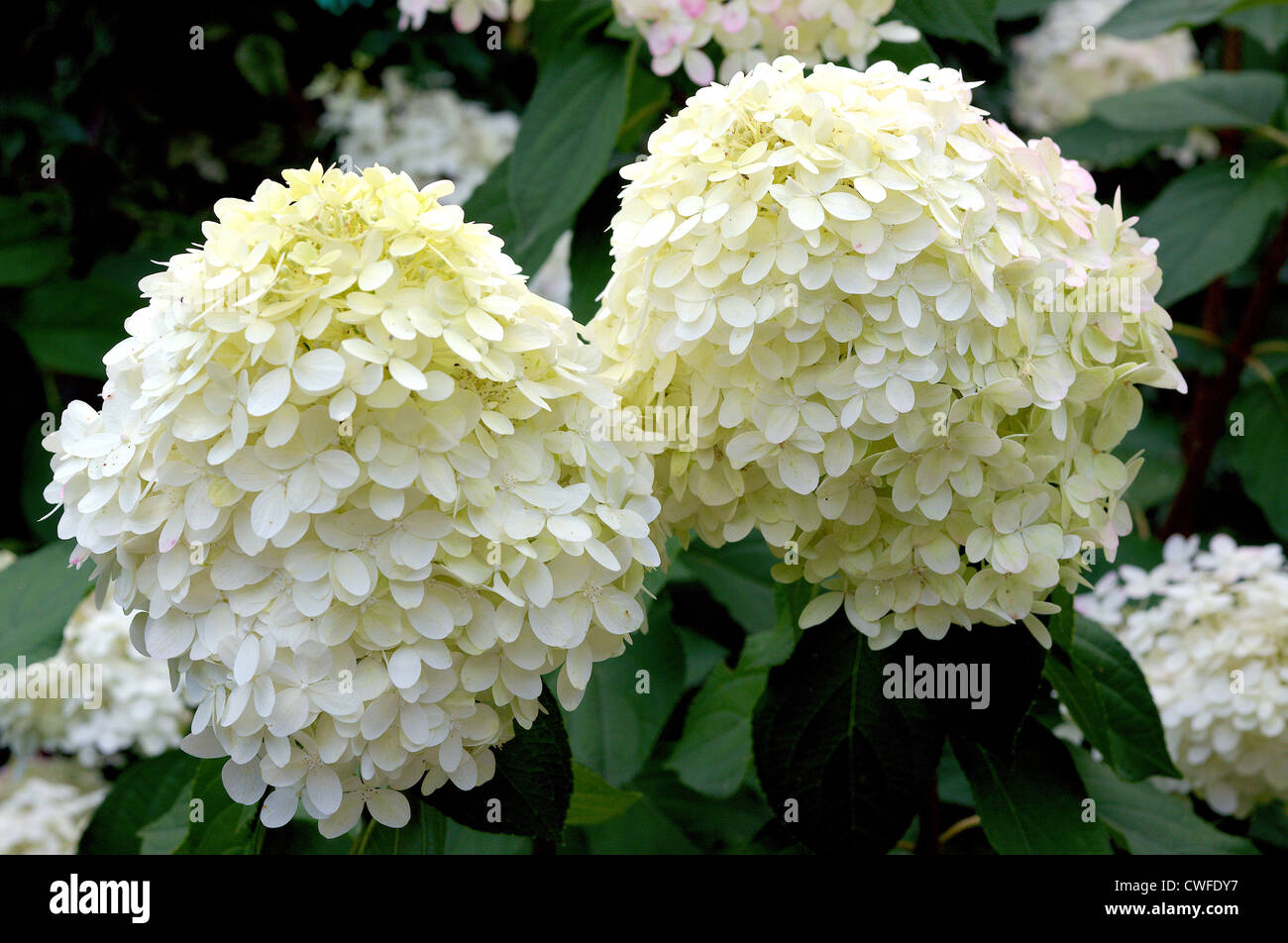 White hydrangea flowers blossom close up Stock Photo - Alamy