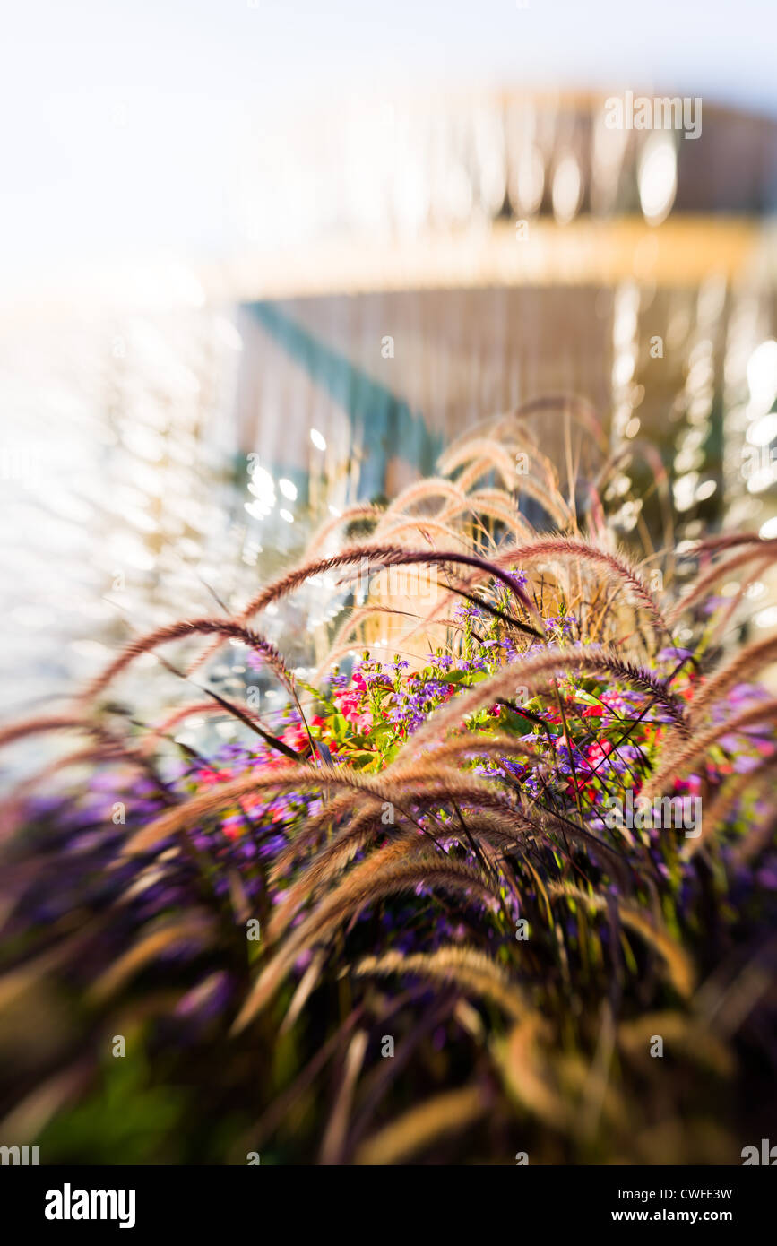 This is an image flowers at the Canadian national exhibition. Stock Photo