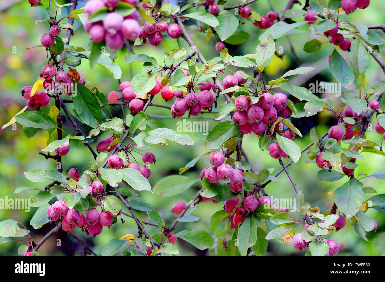 Ornamental apple tree fruiting Malus purpurea Stock Photo