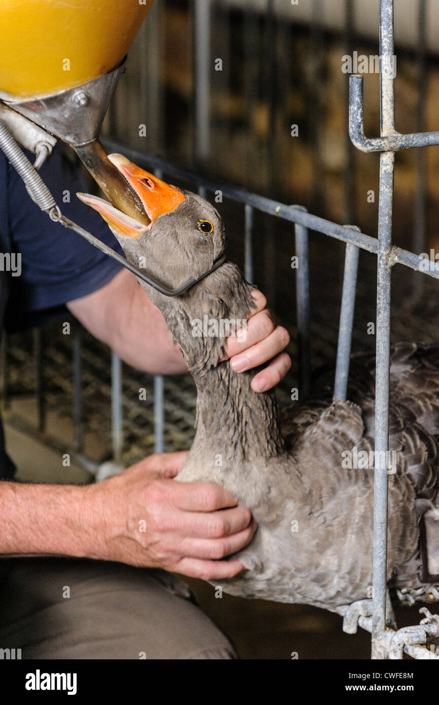 Farmer force feeding a goose, Domme, Dordogne, Aquitaine, France Stock Photo