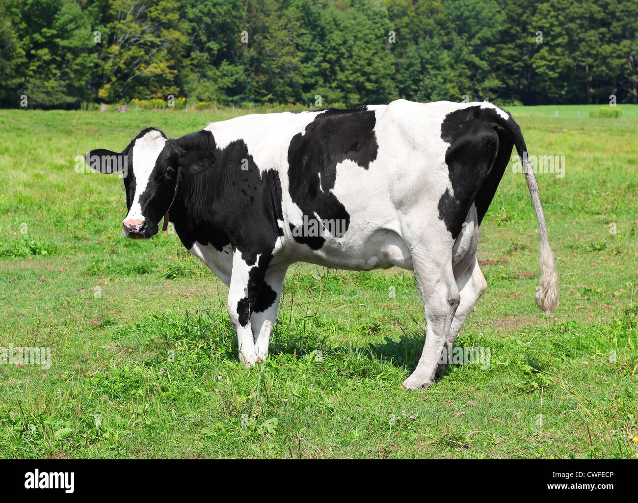 Vermont dairy cow in a field feeding on grass Stock Photo Alamy