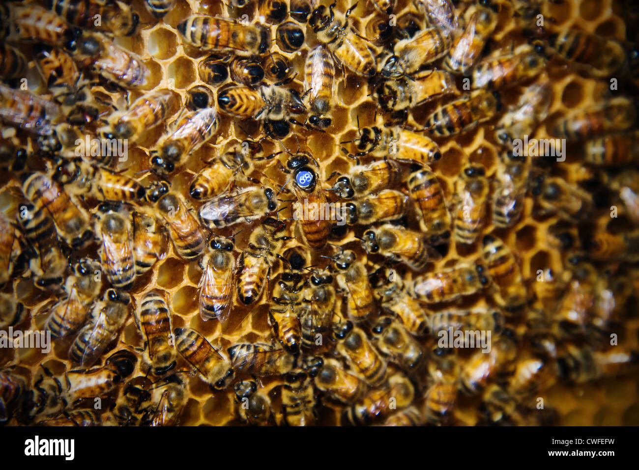 This is an image of a bee hive with the queen bee in the center Stock