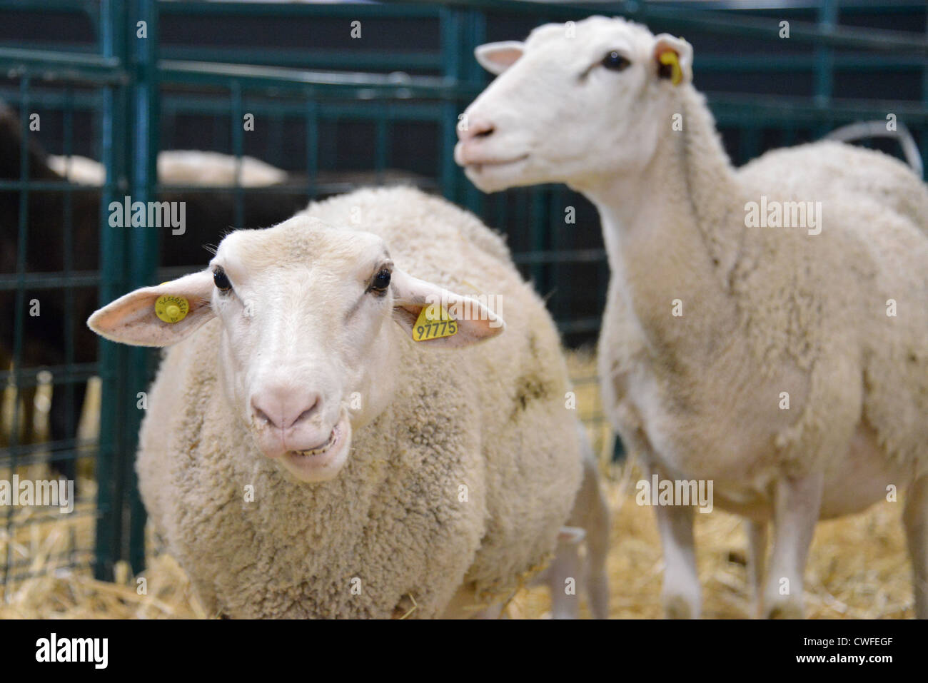 Sheep in a pen Stock Photo