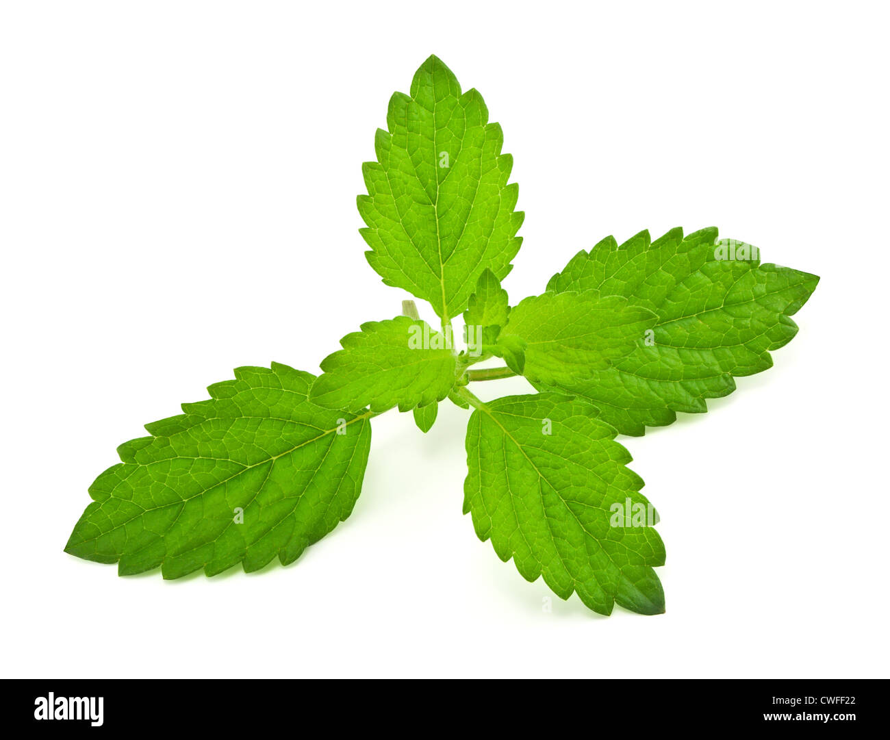 Pepper mint leaves, on white background Stock Photo