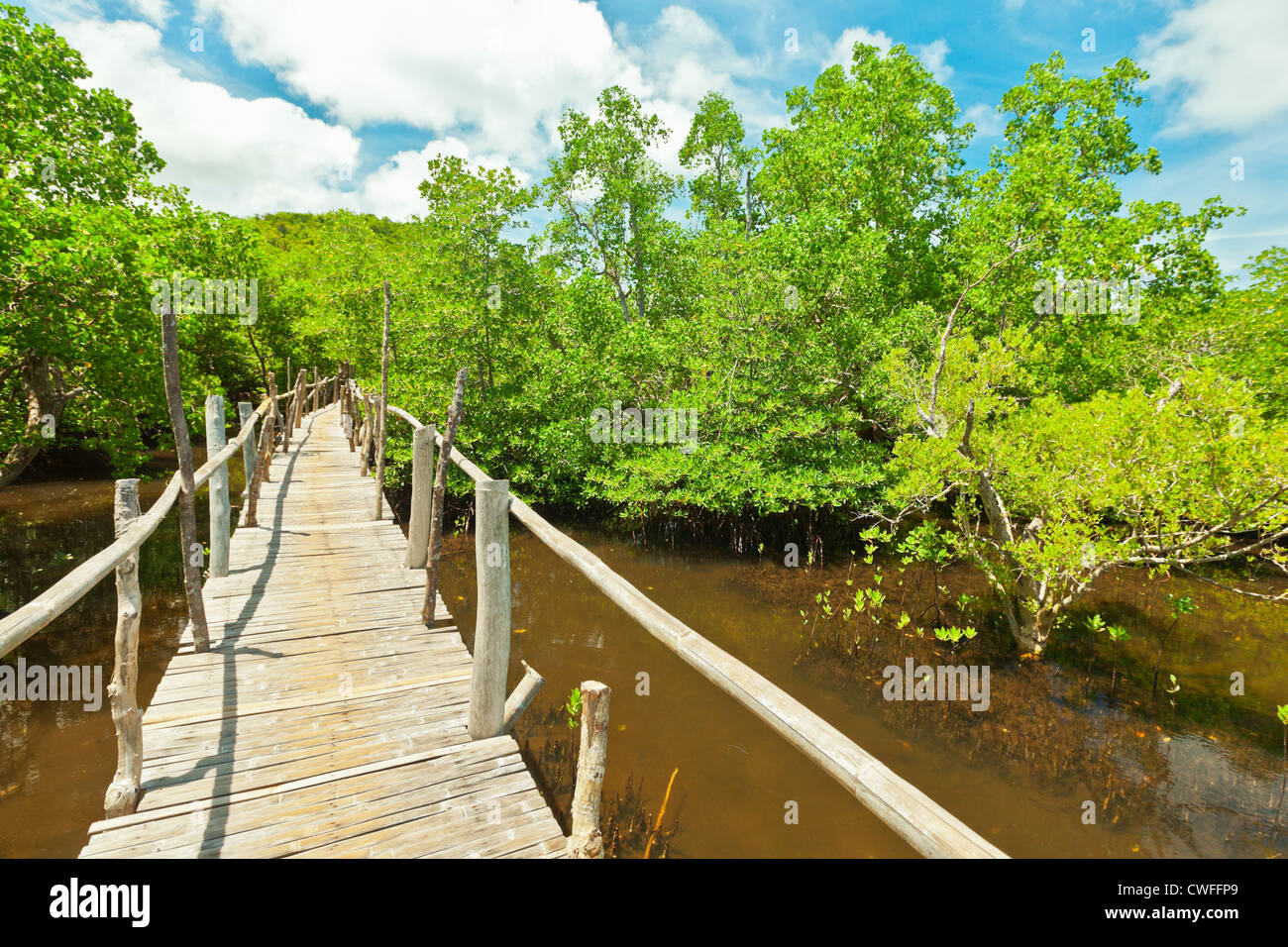 Wooden bridge among the mangroves. Bohol. Philippines Stock Photo