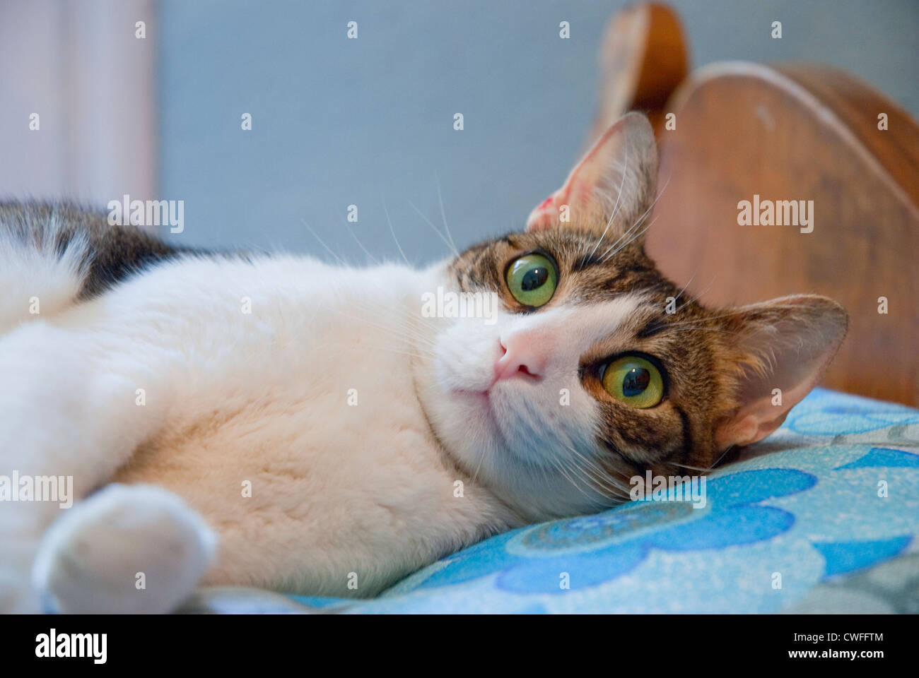 Gato perezoso hi-res stock photography and images - Alamy