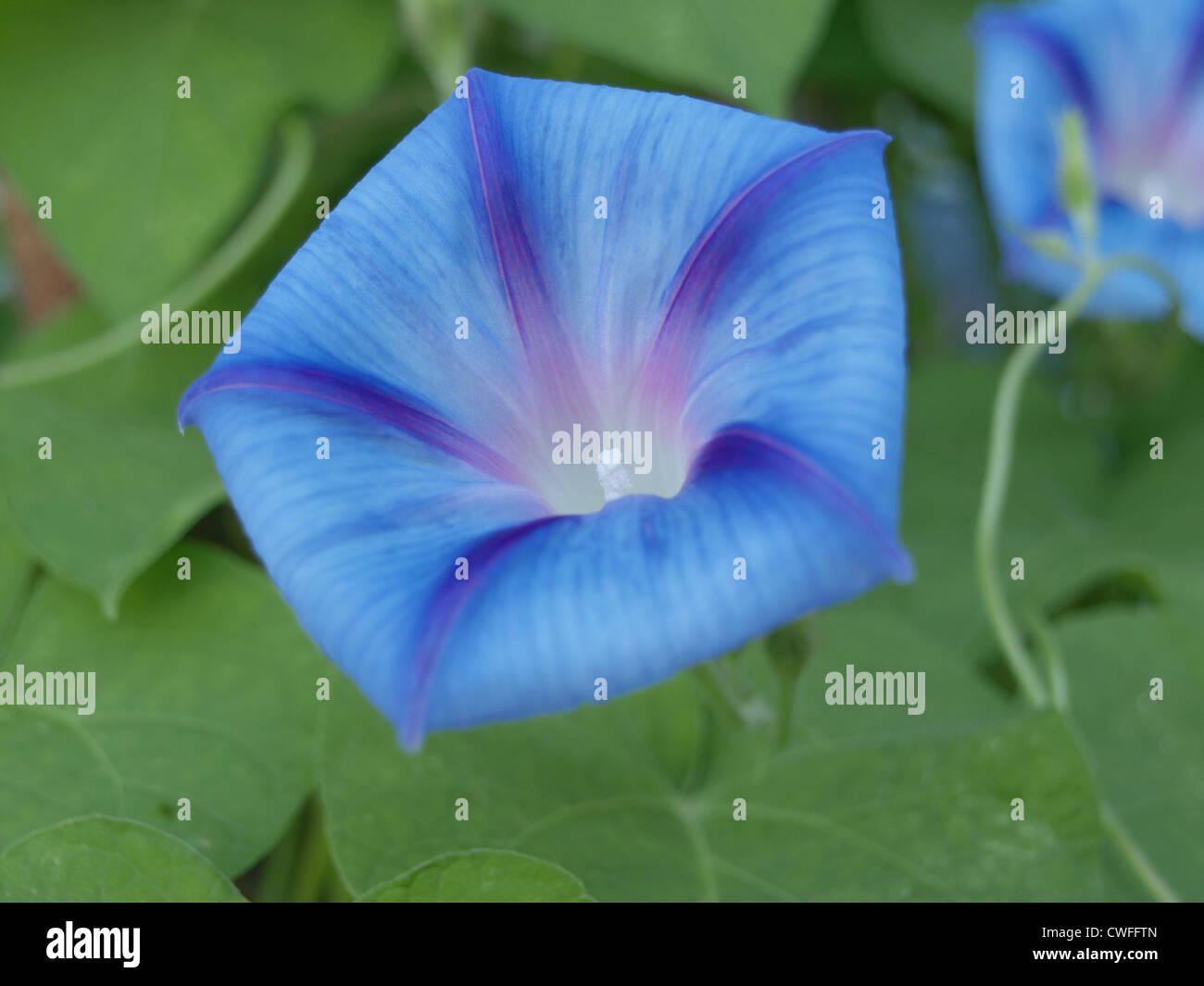 Common morning glory, purple, tall / Ipomoea purpurea / Purpur-Prunkwinde Stock Photo