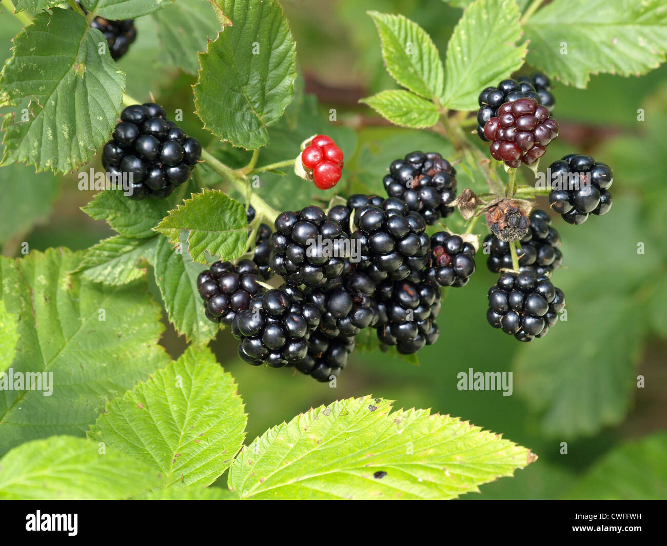 blackberries at a blackberry bush / Rubus sectio rubus / Brombeeren Stock Photo