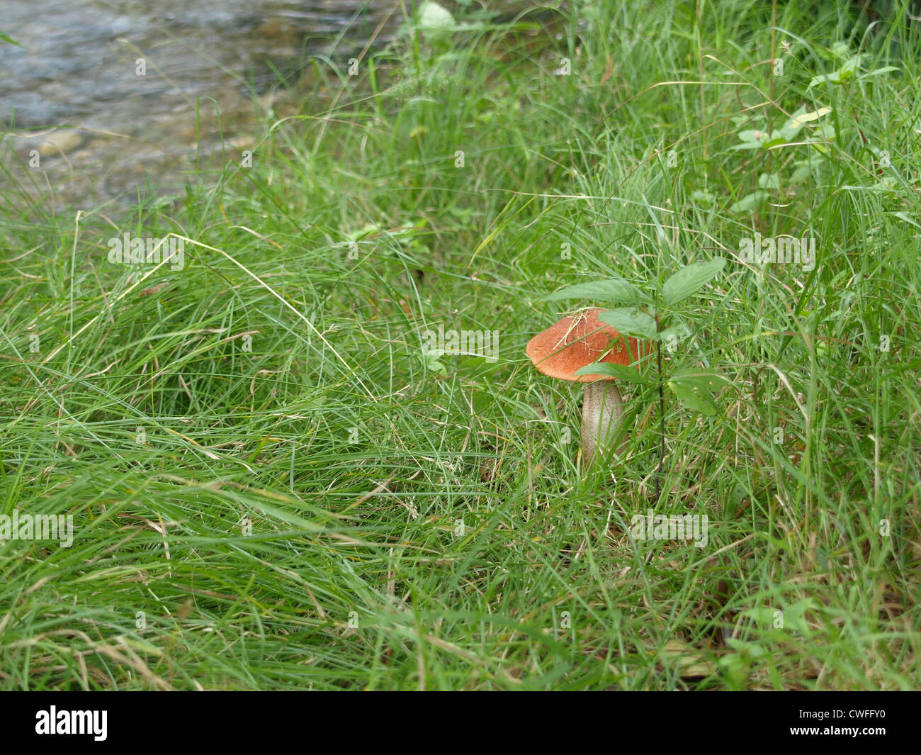 Orange Birch Bolete / Leccinum versipelle / Leccinum testaceoscabrum / Fungi / mushroom / Rotkappe  Birkenrotkappe Stock Photo