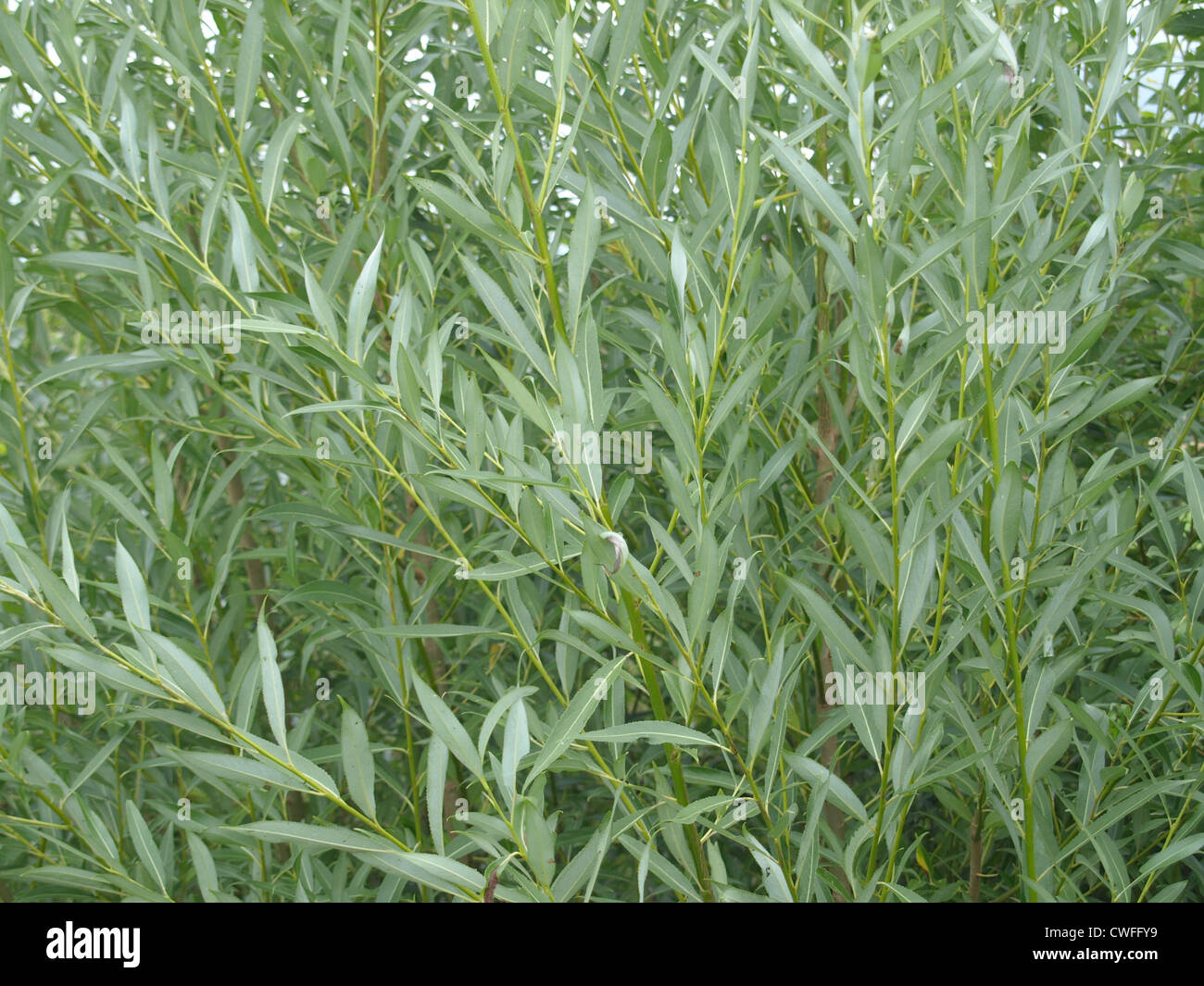 white willow / Salix alba / Silberweide Stock Photo