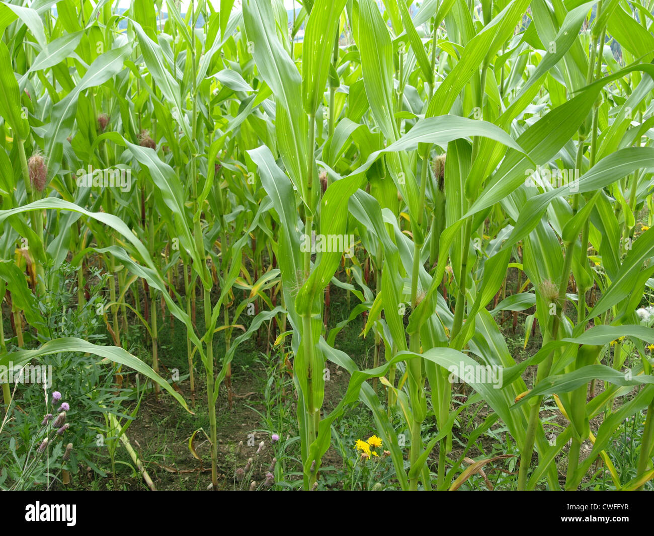 maize field / Zea mays / Maisfeld Stock Photo