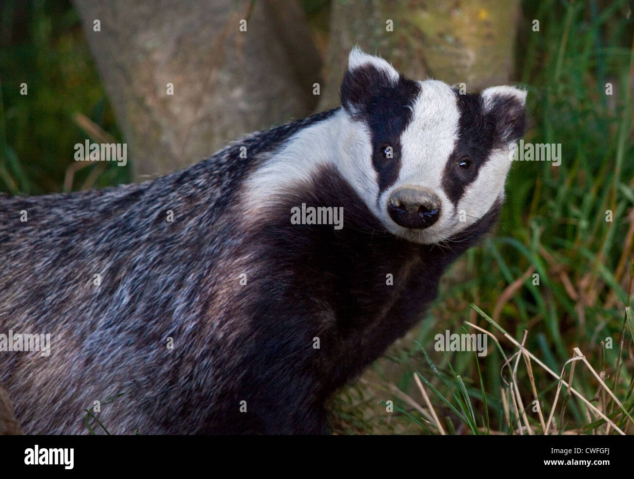 Иберийский барсук. Европейский барсук. Барсук калининград. Барсук в калининградской области. Барсук (обыкновенный) - meles meles.