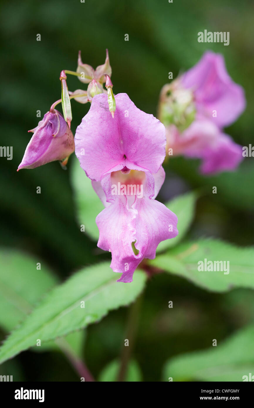 Impatiens glandulifera. Himalayan Balsam growing by a river in the Lake District. Stock Photo