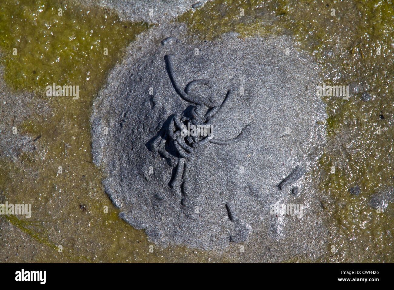 The cast left by a lugworm in sand Stock Photo