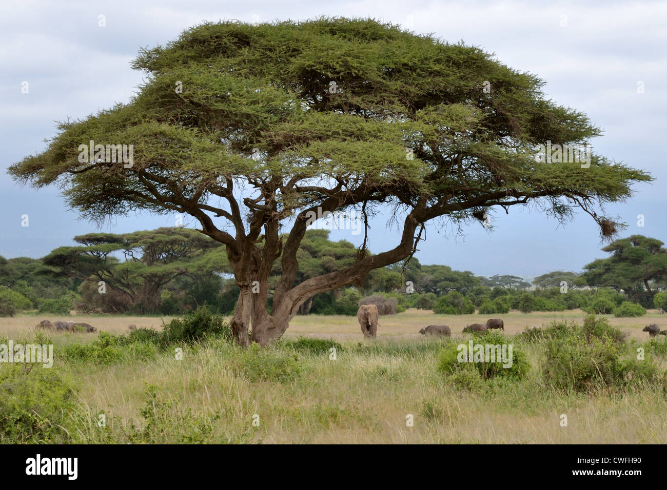 Elephant and Cape Buffalo under an Acacia Tree on the Plains of Amboseli Stock Photo