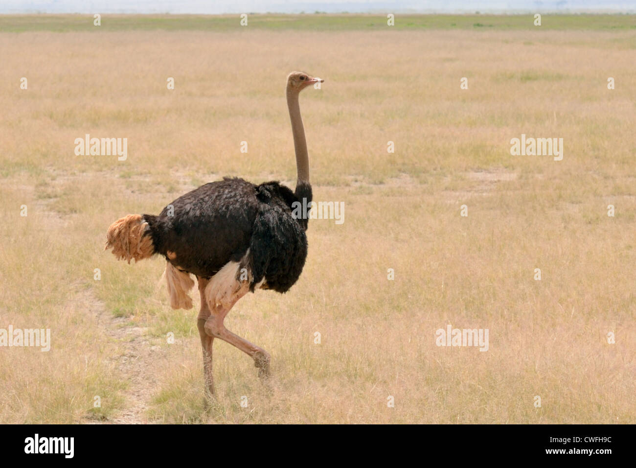 Common Ostrich Stock Photo