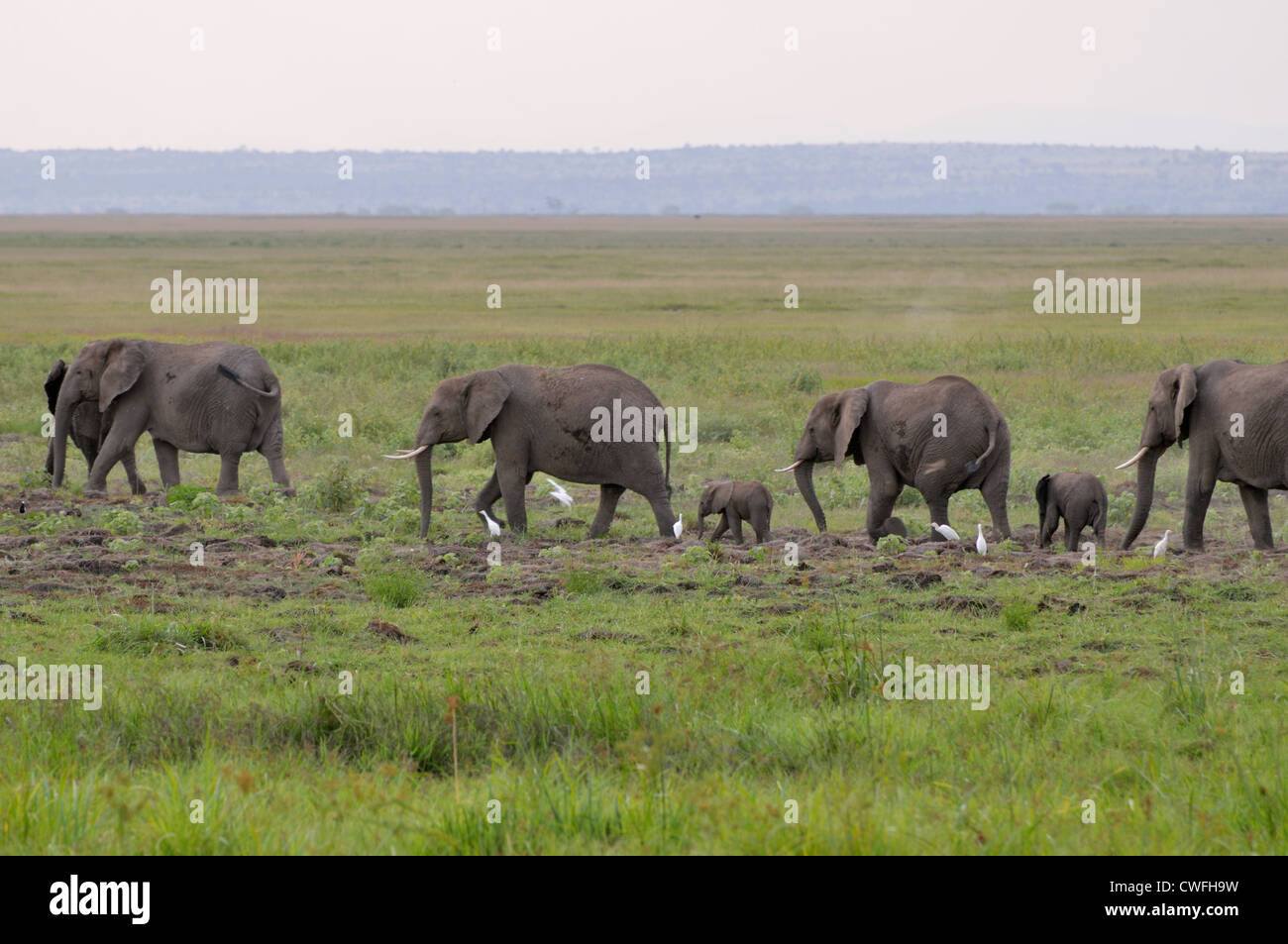 Elephants with Young, following a path Stock Photo