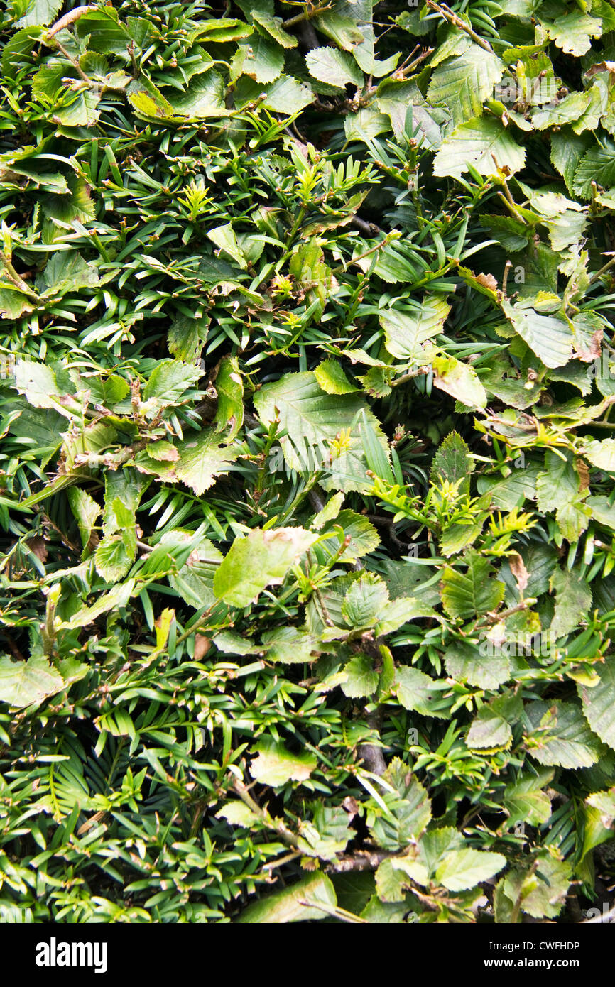 Mixed hedge beech and cypress, close up, Kent, England Stock Photo Alamy