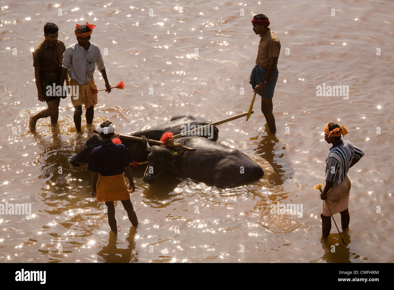 Men wash and cool their buffaloes following a Kambala race in Karnataka, India. Stock Photo