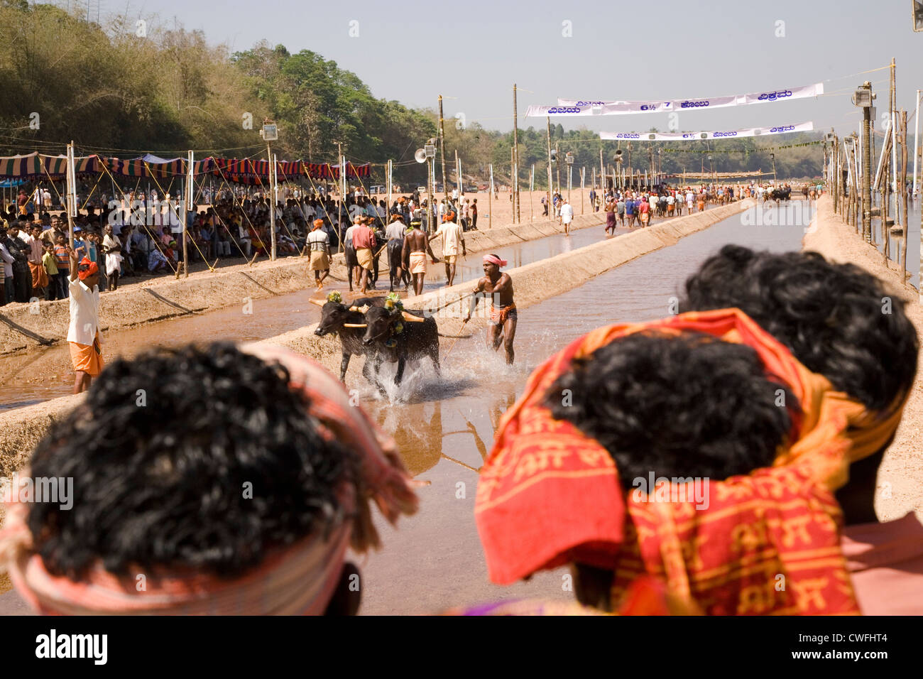 Spectators watch a Kambala race in Karnataka, India. Stock Photo
