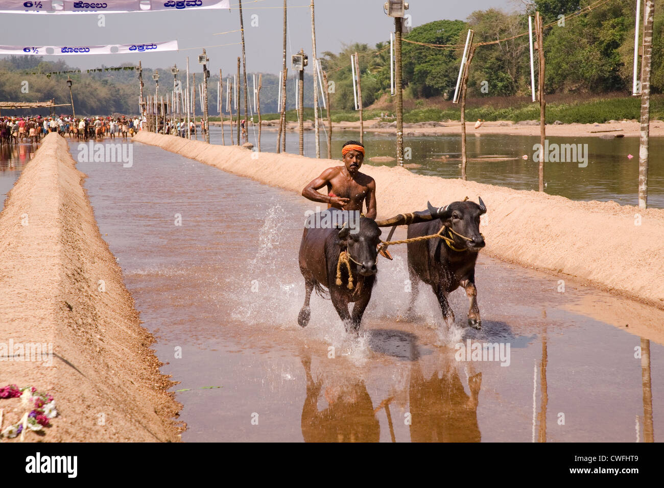 A man races a pair of buffaloes in a Kambala race in Karnataka, India. Stock Photo