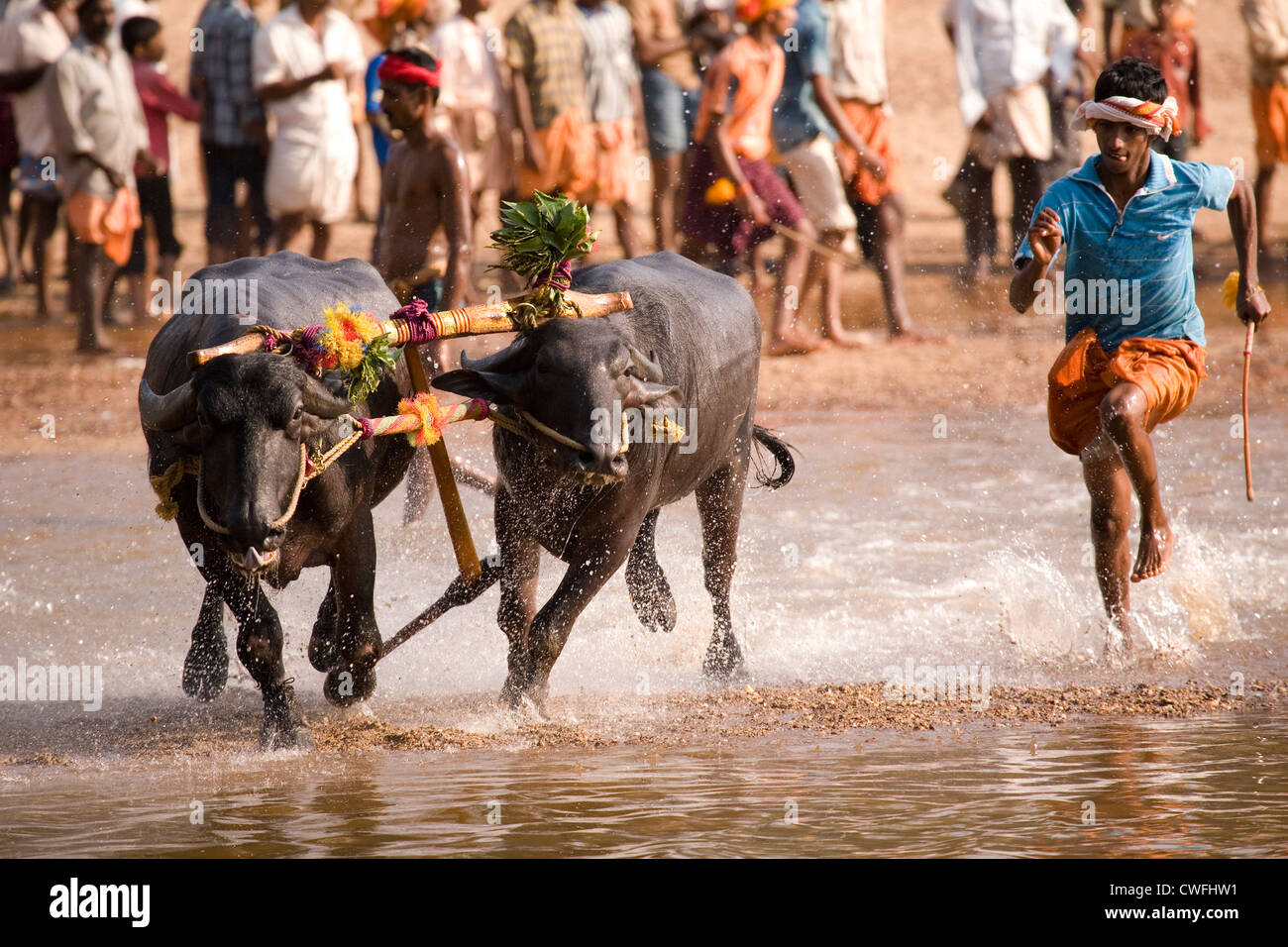 A man races after a pair of buffaloes which have broken free after a Kambala race in Karnataka, India. Stock Photo