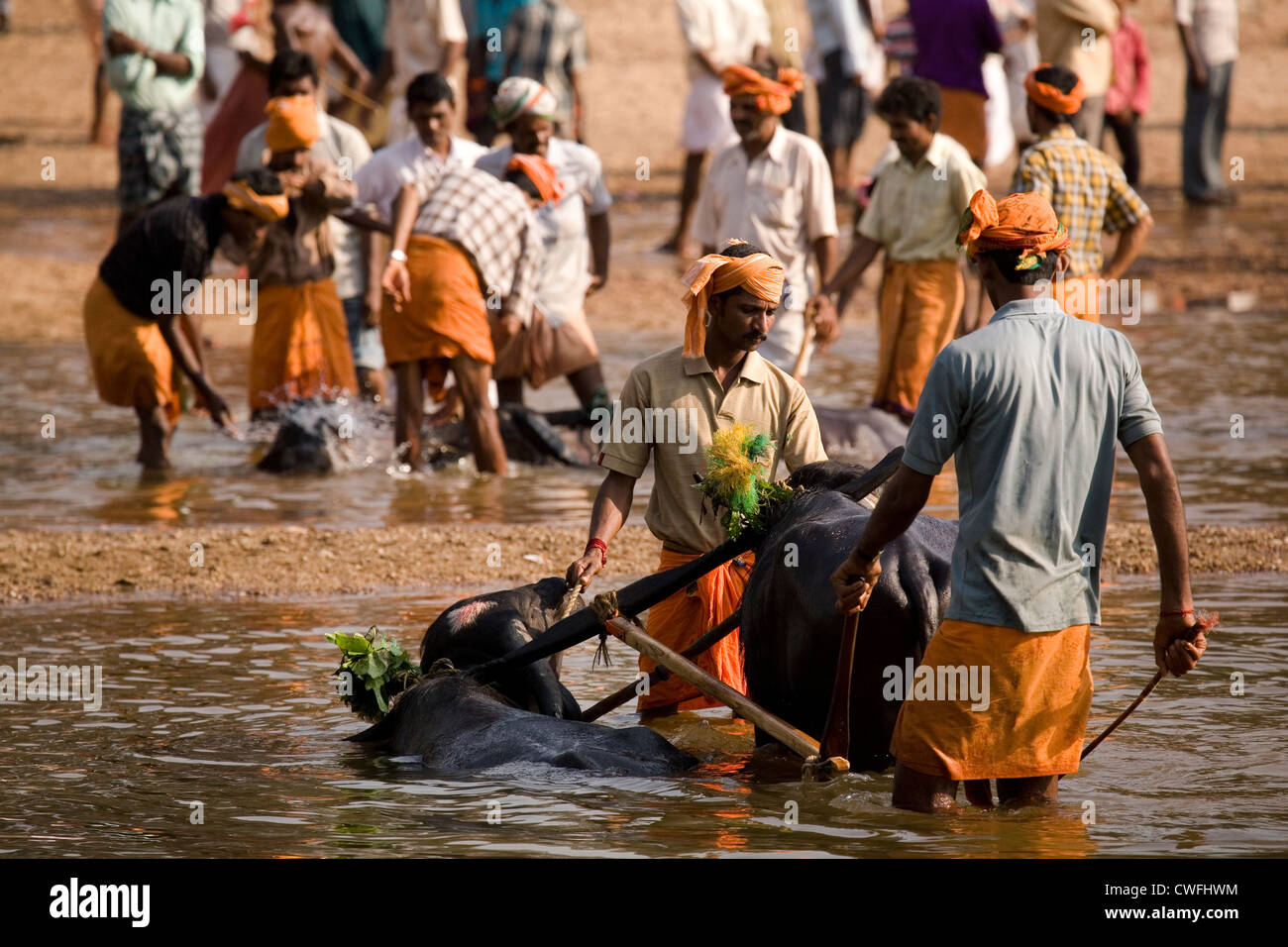 Men bathe their buffaloes following a Kambala race in the Dakshina Kannada district of Karnataka, India. Stock Photo