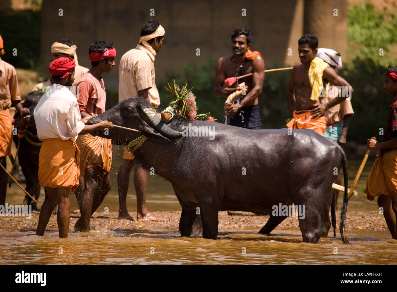 Men cool their buffalo in the river following a Kambala race in the Dakshina Kannada district of Karnataka, India. Stock Photo