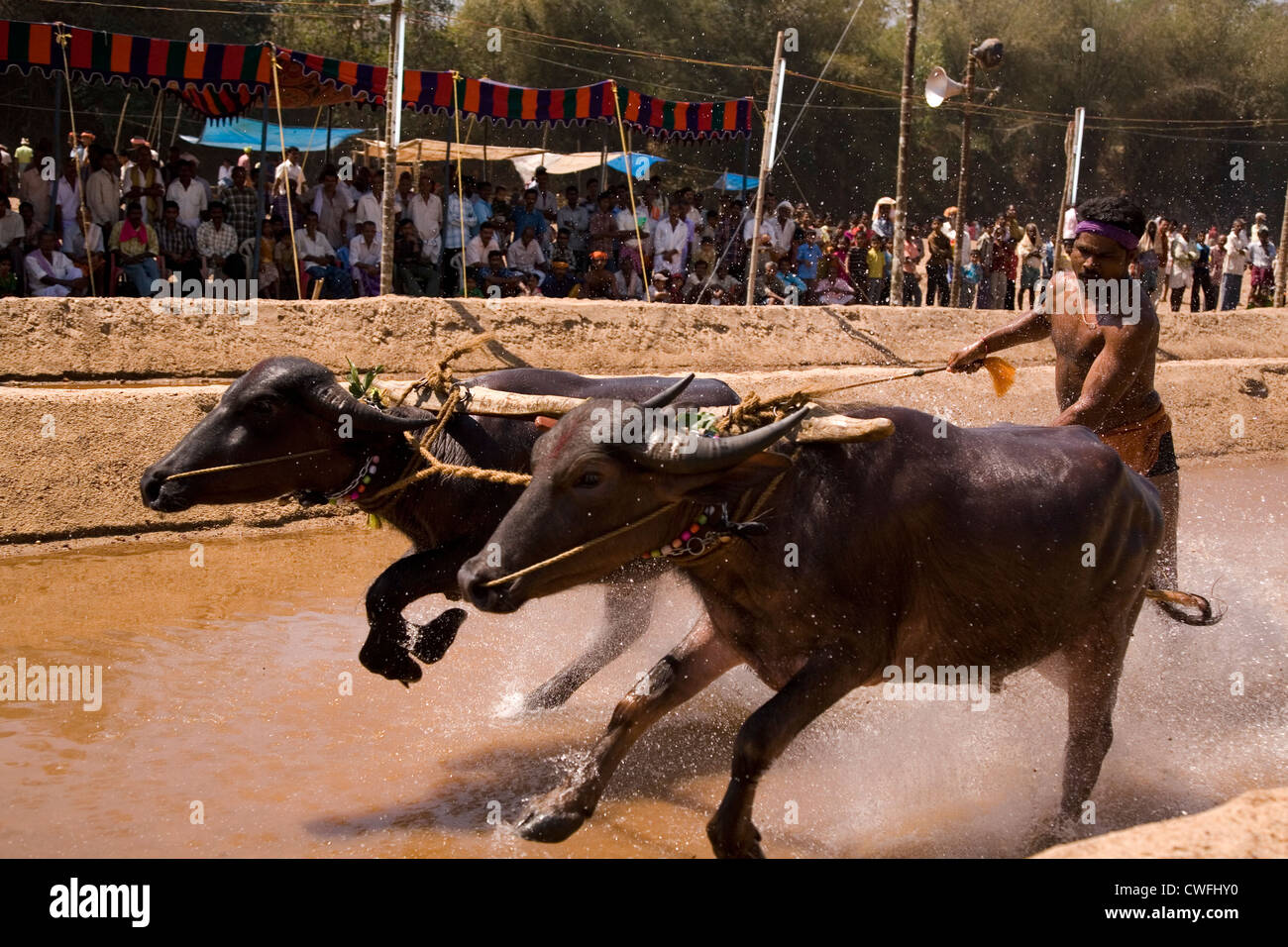 Kambala, traditional buffalo racing, Kerala, India Stock Photo - Alamy