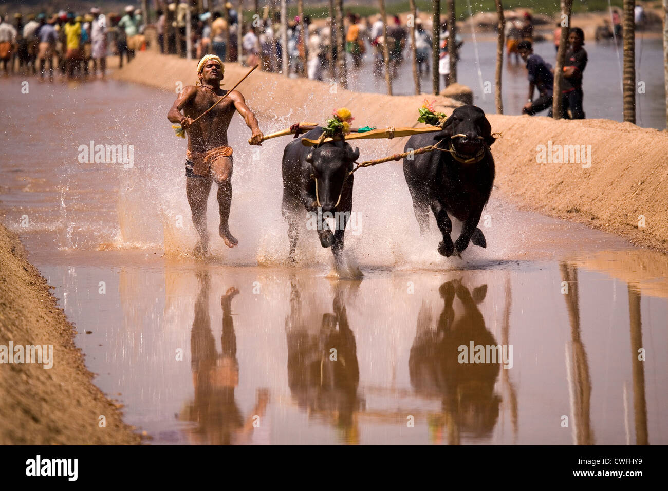A man races a pair of buffaloes in a Kambala race in the Dakshina Kannada district of Karnataka, India. Stock Photo