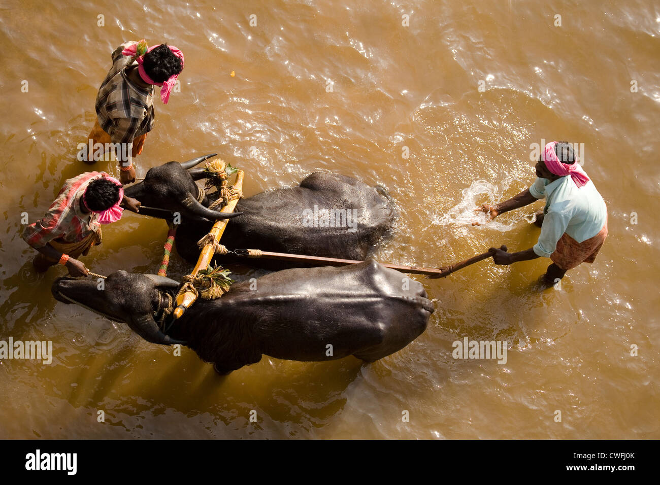 Buffaloes are cooled in the river following a Kambala race in the Dakshina Kannada district of Karnataka, India. Stock Photo