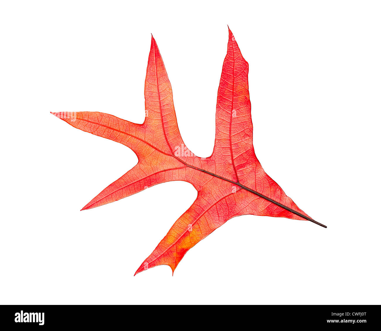 An isolated red and yellow fall leaf for use as a design element. Easy to cut out. Stock Photo
