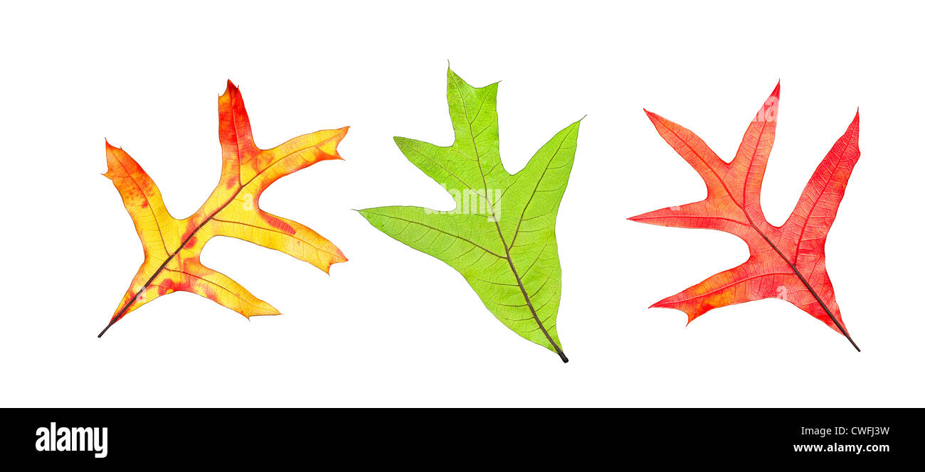 Colorful fall leaf collection of yellows, oranges and greens isolated on white for buyers to use as a design element. Stock Photo