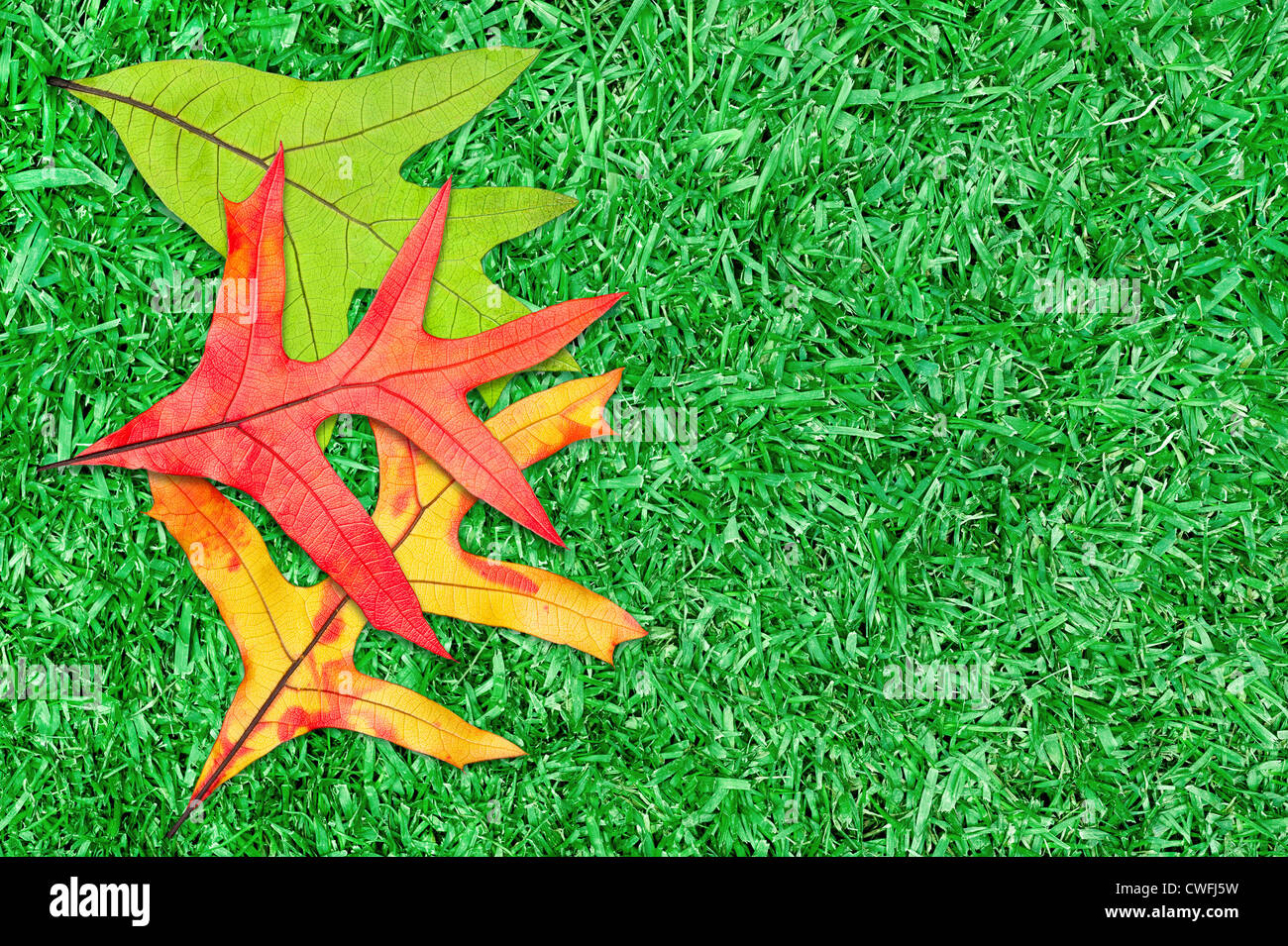 Fall foliage leaves of green, orange and yellow on grass. Copy can be placed on the blank area of grass. Stock Photo