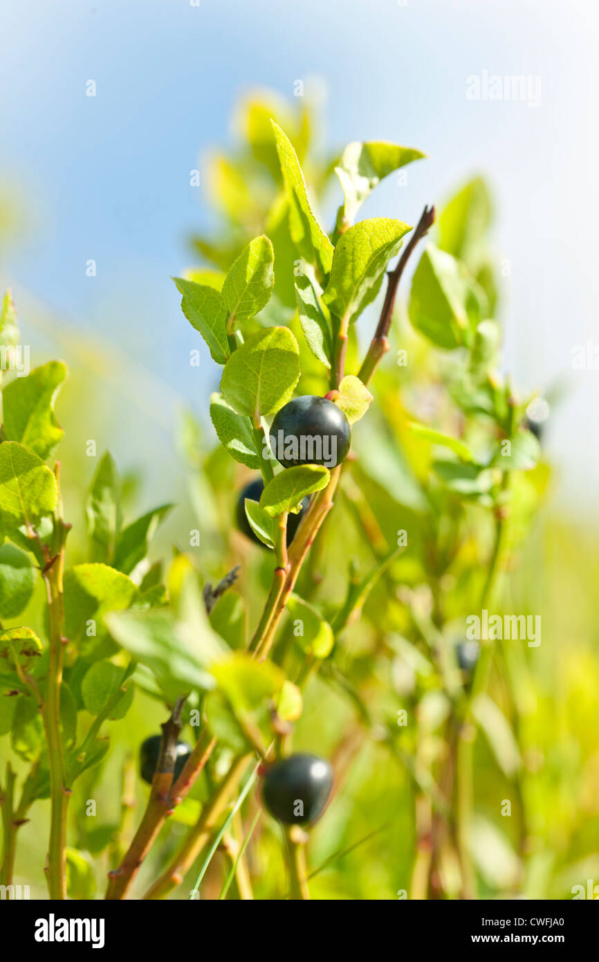 Blueberry foliage hires stock photography and images Alamy