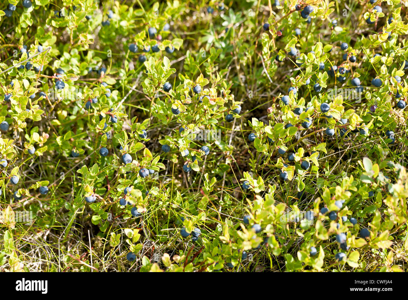 Ripe and ready wild blueberries on the bush - selective focus Stock Photo