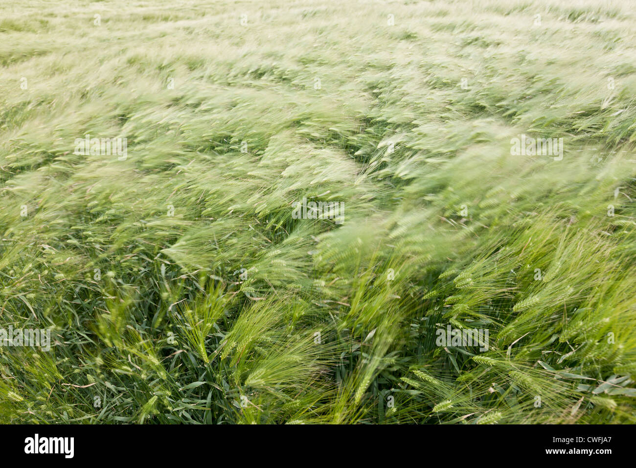 Beautiful background of motion blurred wheat field in the summer wind Stock Photo