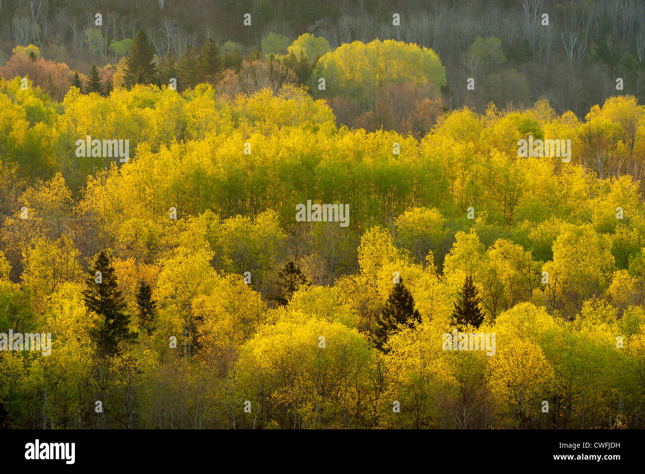 Hillside blueberry hires stock photography and images Alamy
