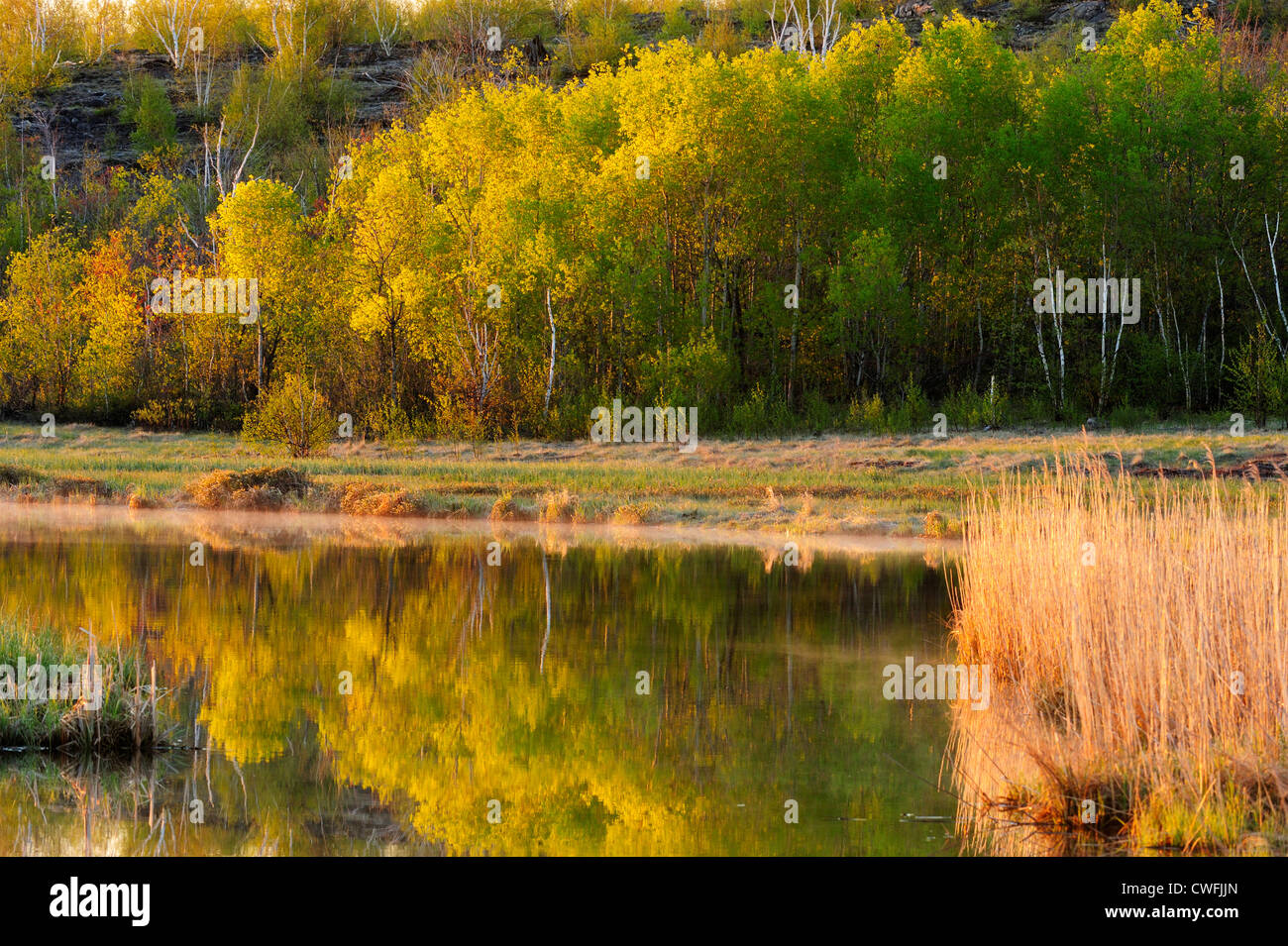 Lakes and reed beds hires stock photography and images Alamy