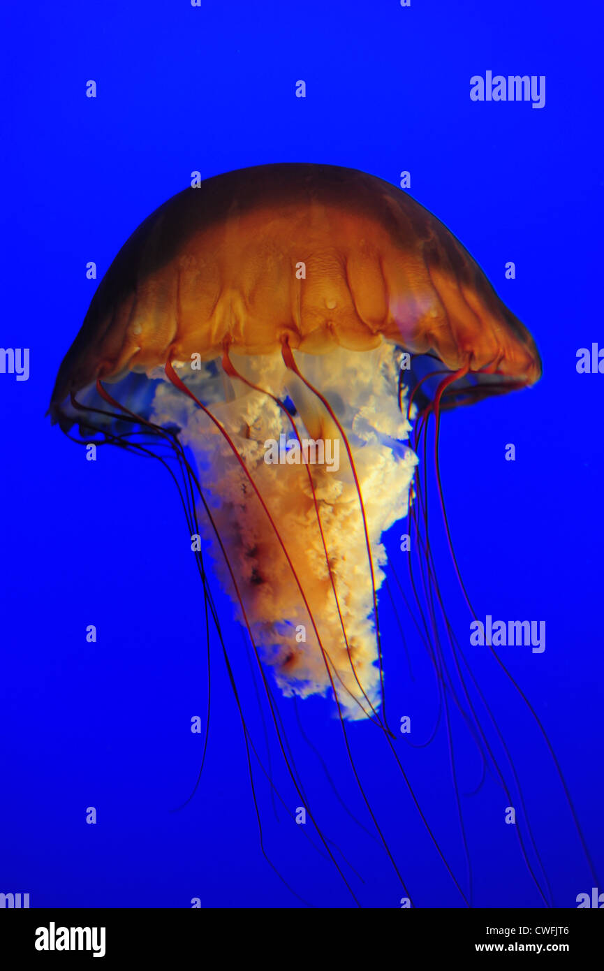 USA California CA Monterey Bay Aquarium  - Sea nettles (Ortiga de mar) jellyfish - Chrysaora Fuscescens Stock Photo
