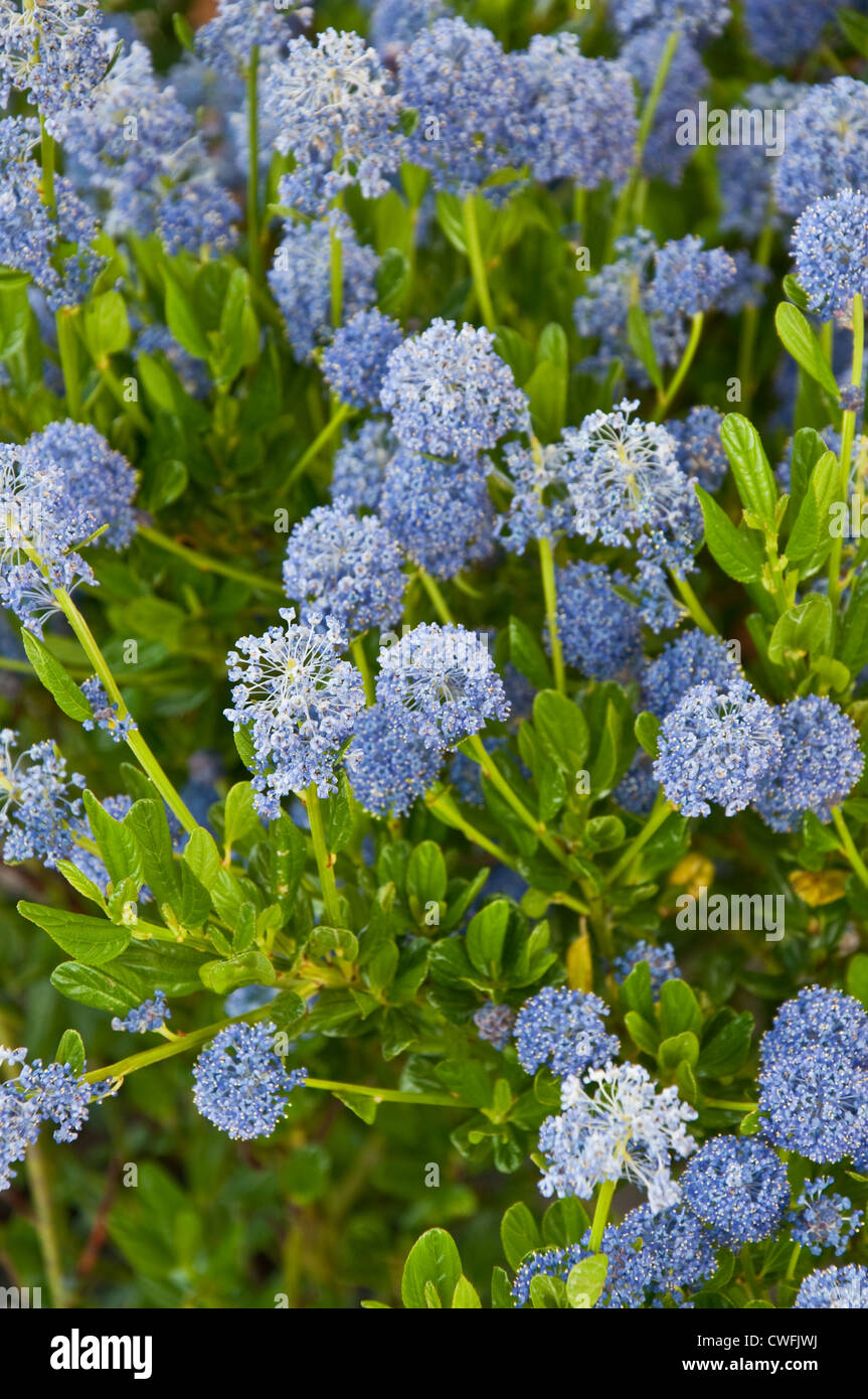 flowering bush ceanothus impressus 'Victoria', or Santa Barbara mountain lilac with its fragrant blue spike flowers. Stock Photo