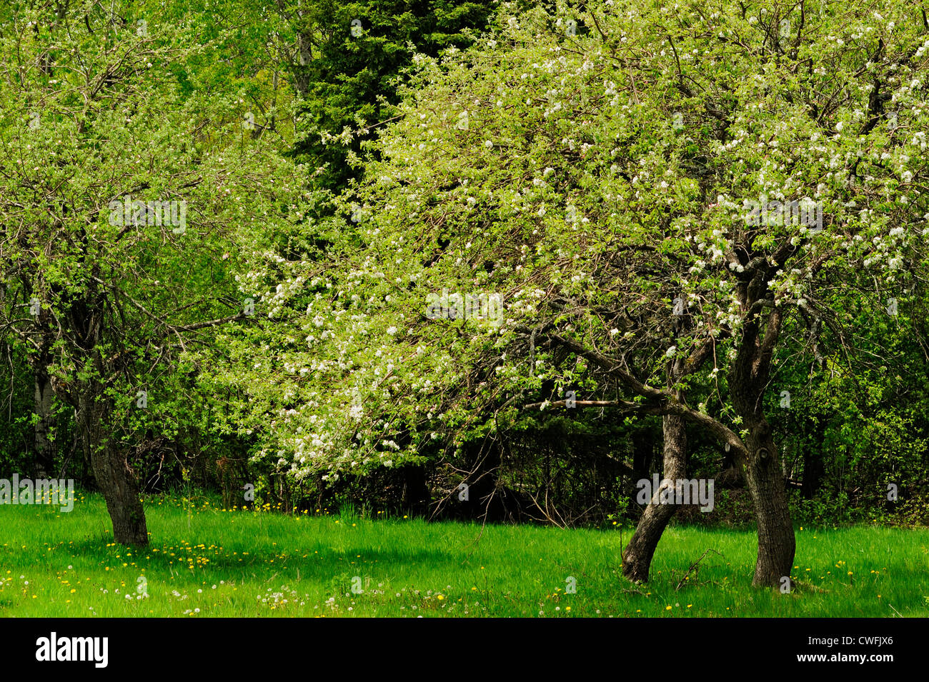 Fruit trees in roadside park, Highway 28, Michigan, USA Stock Photo