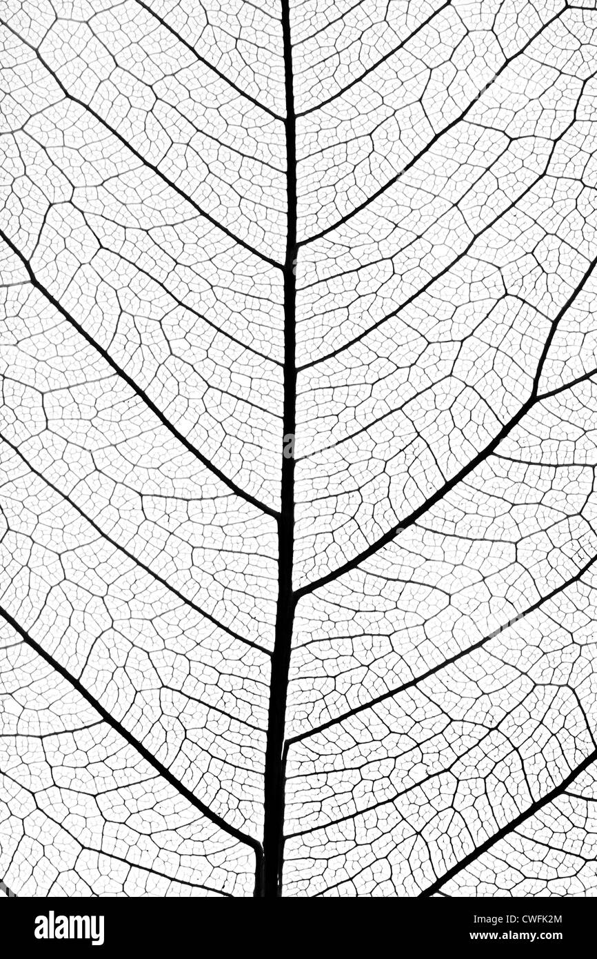 background from tree leaf close up Stock Photo